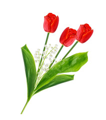 spring flowers tulips isolated on white background.