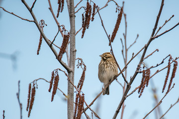 Sing Vogel Sperling Spatz auf Erle Zweig Baum Lenz 2018 Frueh Jahr