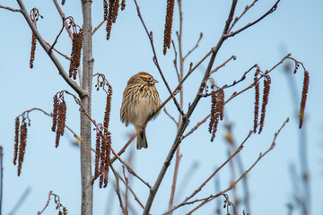 Frueh Jahr Sing Vogel Sperling Spatz auf Erle Zweig Baum Lenz 2018