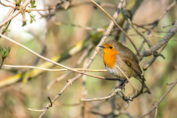 Frueh Jahr 2018 Lenz Vogel Sing Rot Kehlchen
