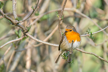 Lenz Sing Vogel 2018 Rot Kehlchen Frueh Jahr