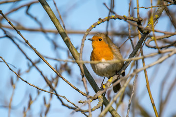 Rot Kehlchen Vogel Lenz 2018 Frueh Jahr Sing