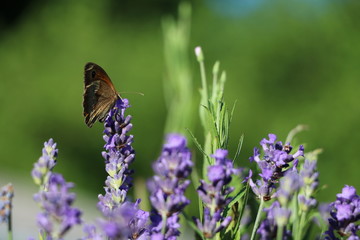 Lavande et papillon