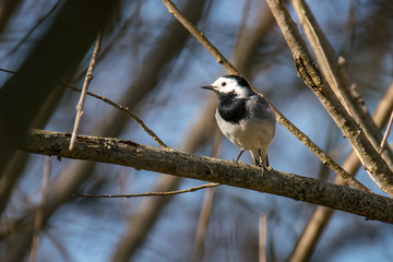 Lenz Sing Vogel Bach Stelze Frueh Jahr 2018