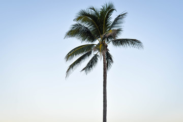 Palm Tree