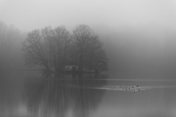 isle in a foggy lakes with ducks swimming in the scenery