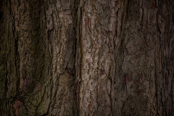 log texture background