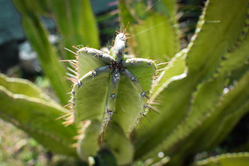 Cactus