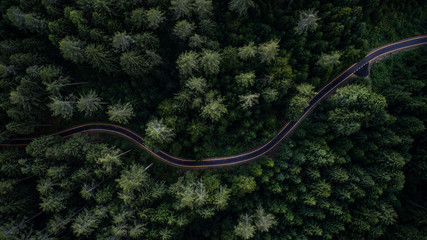 Woodland and street from above