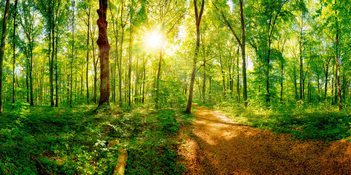 Path through a spring forest in bright sunshine