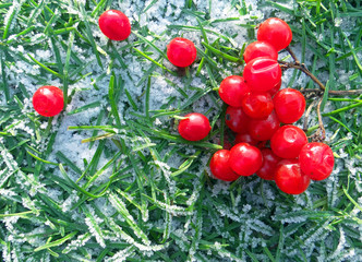 Red viburnum on a frosty grass. Beautiful winter background with red berries of viburnum.