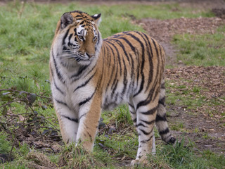 Fototapeta na wymiar Tiger Standing in Field Looking Majestic