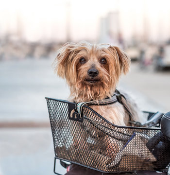 Small Dog Sitting Being Carried In Bicycle Basket. Doggy Strolling In The Bike Basket. Circulating Safely With Safety Belt