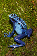 Naklejka premium A close up of a Blue Poison Dart Frog