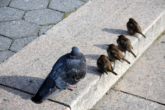 Columba livia Passer domesticus