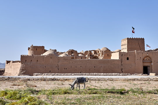 One farmer donkey grazing near the ancient Fortress Saryazd, Iran.