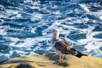Seafoam Seagull