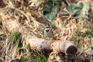 Yellow-throated bunting (Emberiza elegans) in Japan
