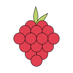 Raspberry fruit isolated icon vector illustration graphic design
