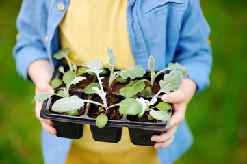 Little boy holding seedling in plastic pots on the domestic garden