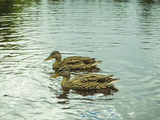 Patos en el Lago Lundarvatnet, en Vosenvangen, Noruega, verano de 2017