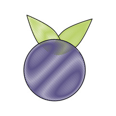Blueberry fruit isolated icon vector illustration graphic design