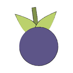 Blueberry fruit isolated icon vector illustration graphic design