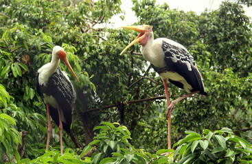 bird in the wildlife