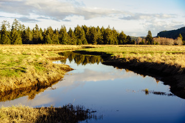 Slough, Government Road, Pacific County, Washington, Winter 2017