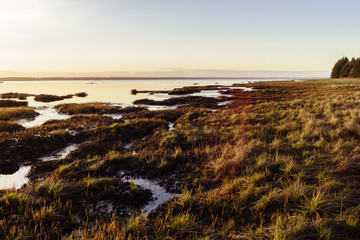 Shoreline, Willapa Bay, Washington, Winter 2017