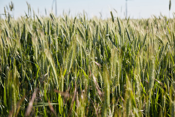 Grain field in the rural landscape.  Harvesting of wheat ears. Gathered crops on field of agricultural farm.