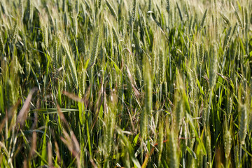 Grain field in the rural landscape.  Harvesting of wheat ears. Gathered crops on field of agricultural farm.
