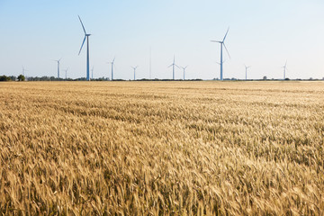 Wind turbine among golden ears of grain crops. Windmill turbine is environmentally friendly source of energy. Harvesting of wheat ears. Gathered crops on field of agricultural farm. Poland