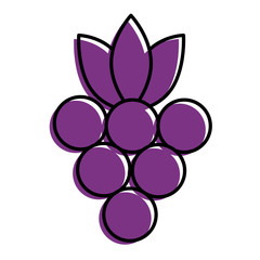 bunch grapes fruit fresh nutrition icon vector illustration
