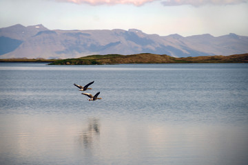 Birds Flying Over the Water