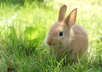 Rabbit on green grass, illuminated by sunlight.