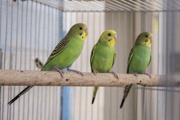 Periquitos Australianos verdes em gaiola