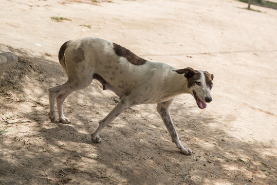 C&atilde;o do sexo feminino andando na rua