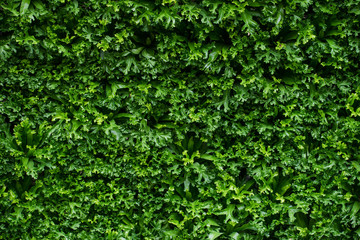 Obraz premium great green bush of fern in the forest, nature green background