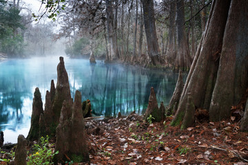 Fototapeta premium Korzenie łysych cyprysów i czysta woda w Manatee Springs State Park, Floryda, USA