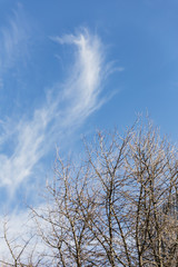 Cirrus clouds in blue sky with branched in the foreground at Sapporo in Hokkaido, Japan.