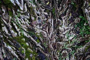 Nature background with tree roots and plants