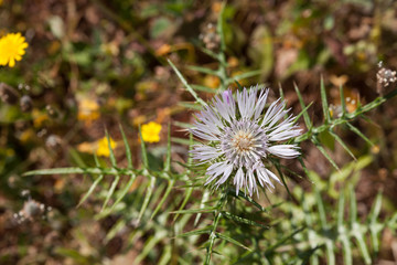 silber rosa Distel als Nahaufnahme für Hintergründe