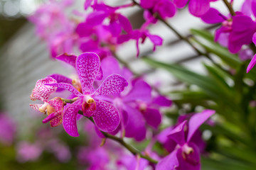 Orchid flower in tropical garden.