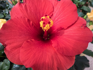 rote Hibiskus Blüte mit Stempel als Nahaufnahme © Helmut
