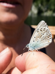 blauer zutraulicher Schmetterling auf Frauen Finger als Nahaufnahme