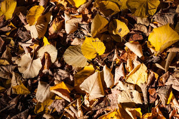 gelbe Herbst Buchen Laub Blätter als Nahaufnahme für Hintergründe