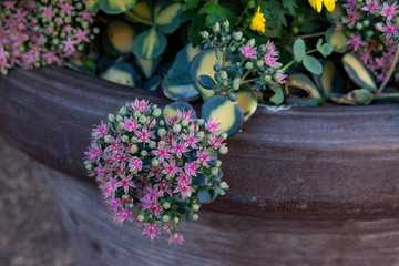 Fototapeta na wymiar grün rosa Sternchen Fettpflanze im Tontopf als Nahaufnahme