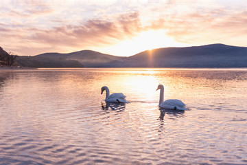Double swans in lake with sunlight 