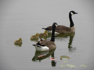 geese family